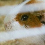 hoe-je-de-angst-van-je-cavia-kunt-begrijpen-ontcijfer.jpg