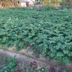 hoe-je-een-emmer-aardappelen-kweekt-uit-een-struik-4.jpg