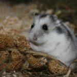 hoe-je-weet-dat-je-hamster-van-je-houdt-7.jpg