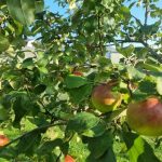 waarom-appelbomen-besproeien-met-zout-hoe-een-eenvoudige-oplossing-beschermt.jpg