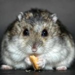 waarom-een-hamster-op-de-tralies-kauwt-4-hoofdoorzaken-van.jpg