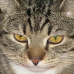 waarom-een-kat-het-begraven-van-voedsel-imiteert-de-belangrijkste.jpg