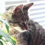 waarom-een-kat-s-nachts-speeltjes-aan-de-voeten-van.jpg