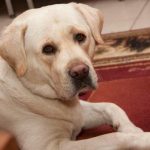 waarom-je-de-etensbak-van-je-hond-niet-op-een.jpg