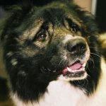 waarom-je-je-hond-niet-lang-alleen-moet-laten-wat.jpg