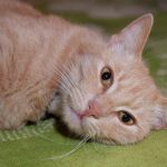 waarom-katten-geen-hondenvoer-kunnen-eten-inzicht-in-de-fundamentele.jpg