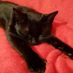 waarom-katten-overdag-zoveel-slapen-verborgen-mechanismen-van-roofdiergedrag.jpg