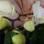 waarom-orchideeen-niet-bloeien-de-belangrijkste-fout-in-de-rustperiode.jpg