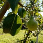 waarom-perenbomen-geen-vruchten-dragen-na-een-uitbundige-bloei-hoe.jpg