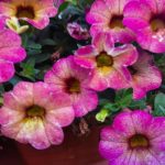 waarom-petunias-niet-bloeien-4-verzorgingsfouten-die-je-van-knoppen.jpg