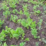 waarom-wortelen-mierzoet-kunnen-zijn-hoe-plantdata-de-smaak-van.jpg