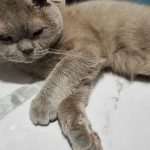 wat-er-gebeurt-als-een-kat-zijn-spiegelbeeld-ziet-3.jpg