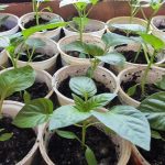 wat-gebeurt-er-als-je-tomatenzaailingen-water-geeft-met-zoet.jpg