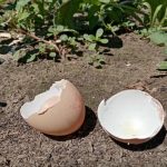 wat-je-kunt-doen-met-eierschalen-in-de-moestuin-3.jpg