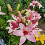 zo-plant-je-lelies-correct-in-de-lente-4-belangrijke.jpg